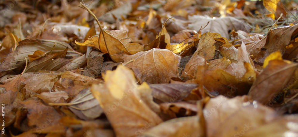 Autumn background - fallen brown leaves. Shallow depth of field Autumn background - fallen brown leaves. Shallow depth of field