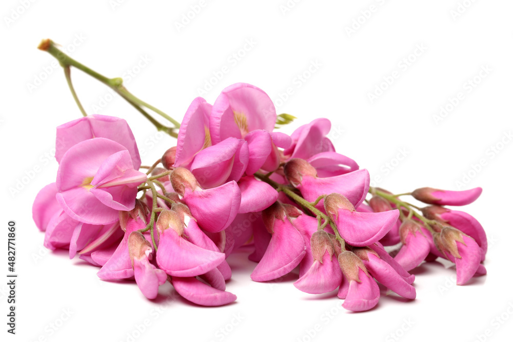 Rose acacia isolated on white background Rose acacia isolated on white background