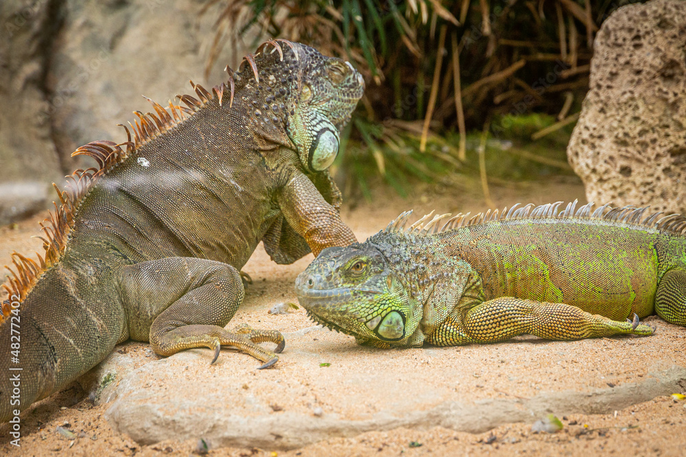 Two adult iguanas are resting on the sand next to a cactus Two adult iguanas are resting on the sand next to a cactus
