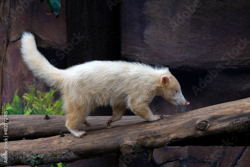 An albino South American coati (Nasua nasua) at Batu Secret Zoo - Jatim Park, Malang.