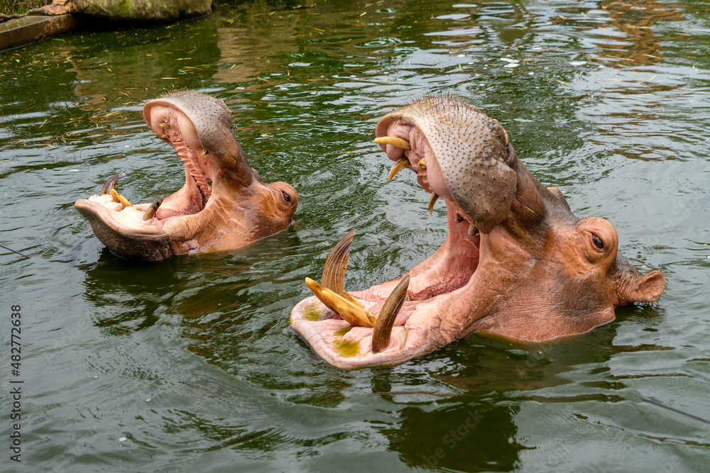 The hippopotamus in the water opens its mouth very wide The hippopotamus in the water opens its mouth very wide