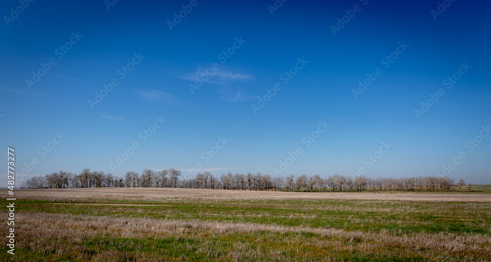 Crop fields and aspen trees with wood stork nests in winter. Land of Fields, Zamora, Spain. Crop fields and aspen trees with wood stork nests in winter. Land of Fields, Zamora, Spain.