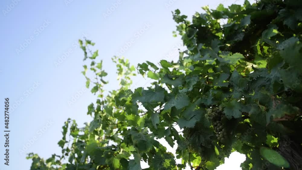 Panorama of the fresh grape in the vineyard Panorama of the fresh grape in the vineyard