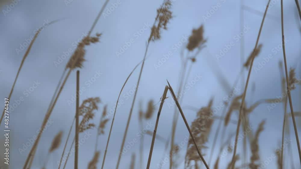 Silver Grass Flower Blowing in the Wind, Silver Grass Flower Sway in the Wind. Silver Grass Flower Blowing in the Wind, Silver Grass Flower Sway in the Wind.