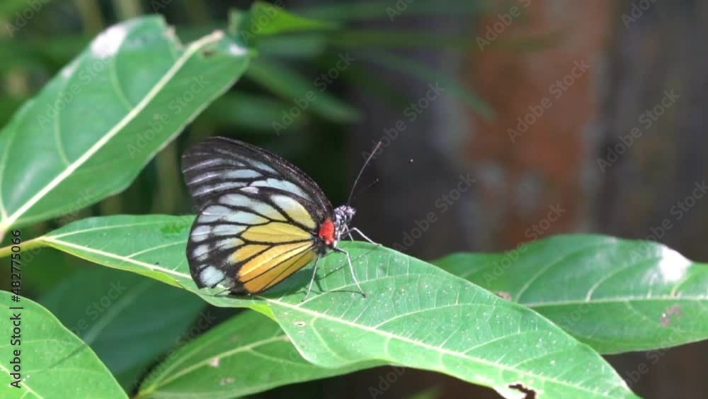 Butterfly Painted Jezebel resting on a leaf of a plant in a garden on a sunny day. Side view. Butterfly Painted Jezebel resting on a leaf of a plant in a garden on a sunny day. Side view.
