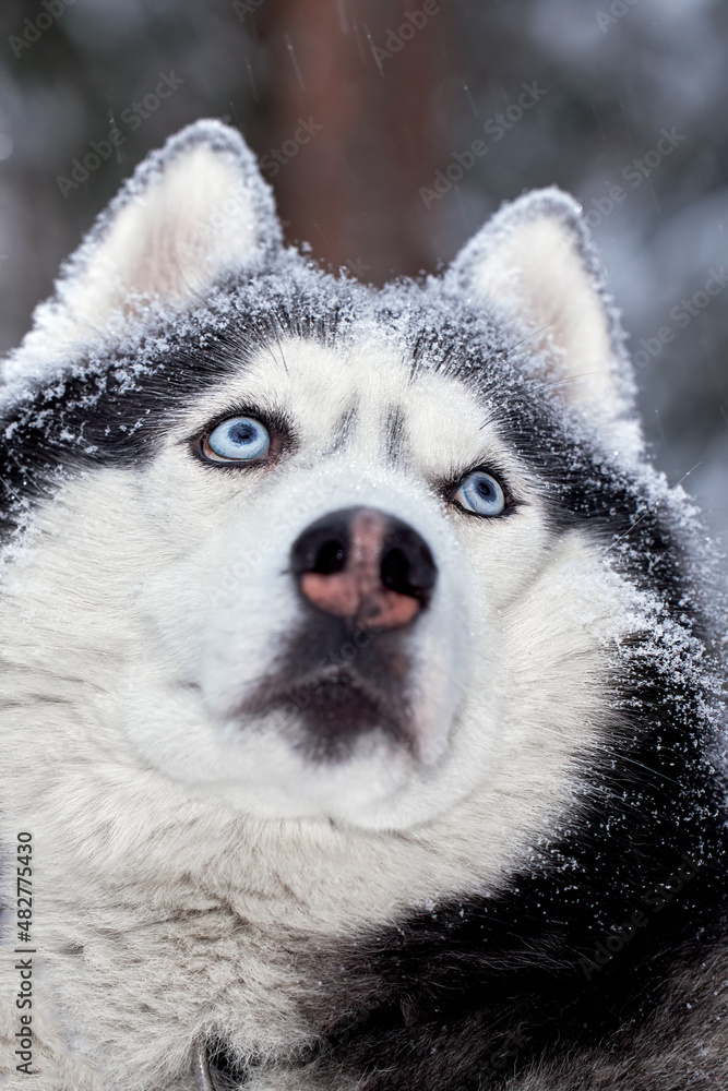 Portrait magnificent Siberian husky dog with blue eyes. Husky dog in winter forest looks up. Closeup.