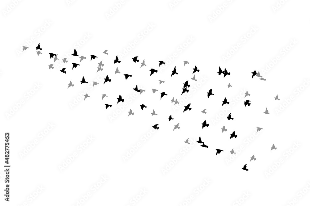 Obraz premium A flock of flying birds. Free birds. Vector illustration