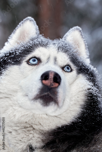 Portrait magnificent Siberian husky dog with blue eyes. Husky dog in winter forest looks up. Closeup.