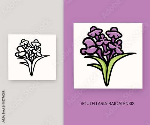 Scutellaria baicalensis with purple flower photo