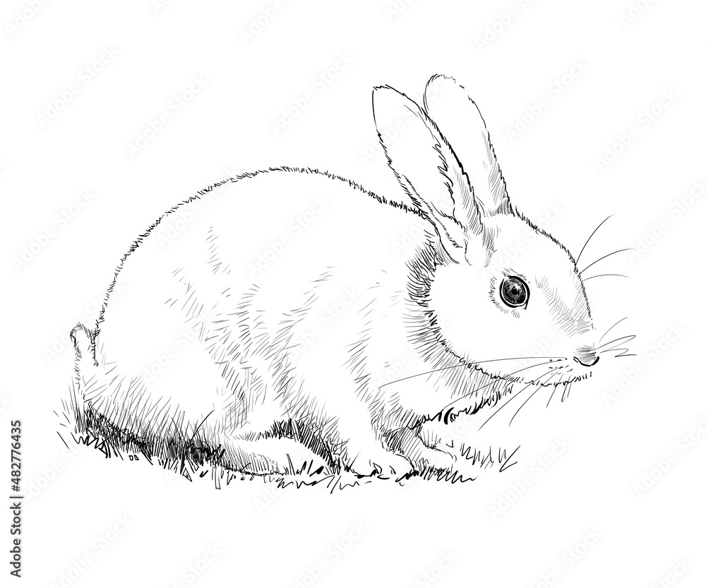 うさぎ横向き うさぎ横向き