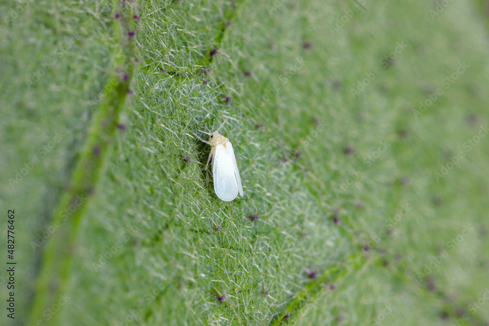 Белокрылка на комнатных фото The glasshouse whitefly or greenhouse whitefly - Trialeurodes vaporariorum. It i