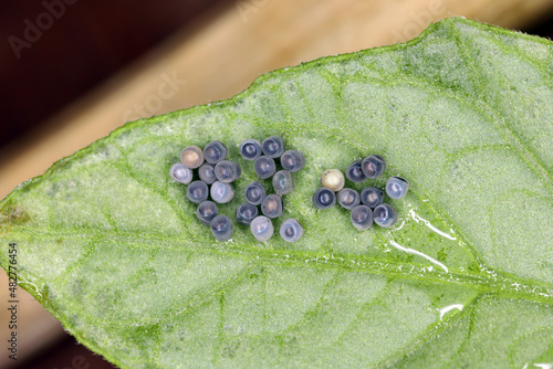 Stink aka Shield bug eggs on potato leaf. Ridged cluster. photo