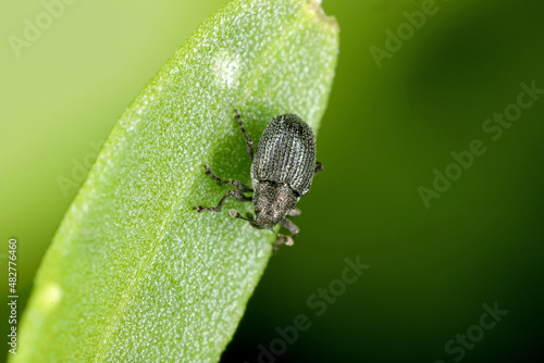 A tiny beetle of the genus Ceutorhynchus on a damaged arugula plant - Eruca sativa. © Tomasz