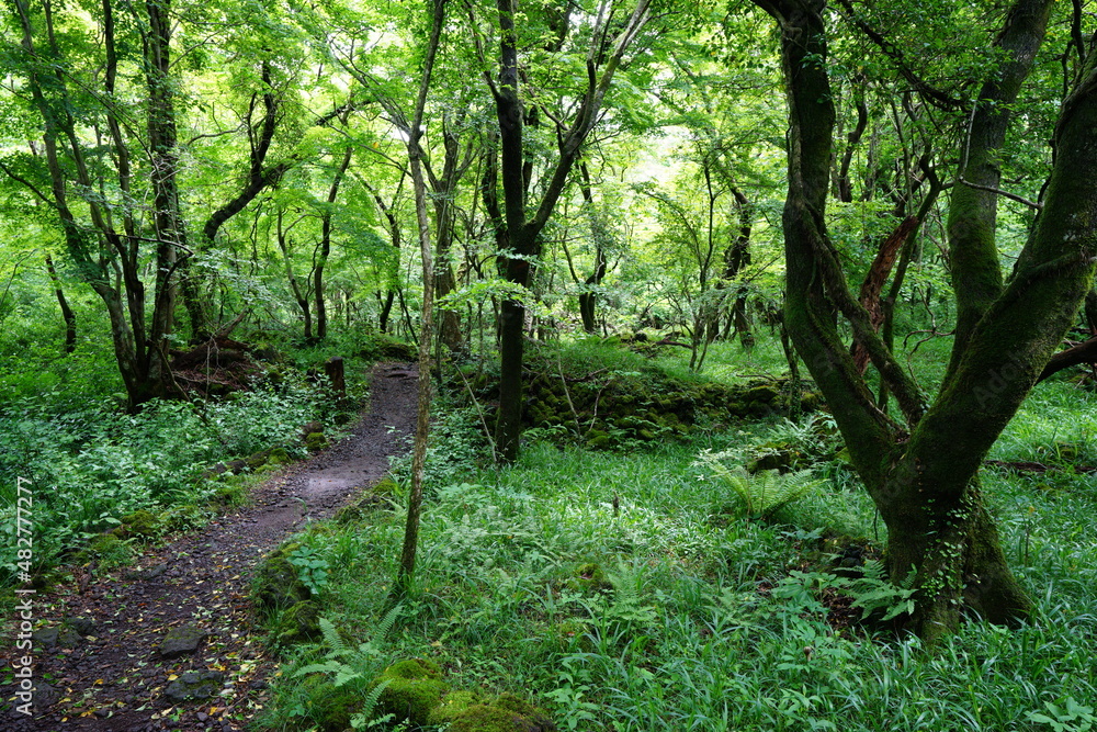 Obraz premium a pathway through dense spring forest