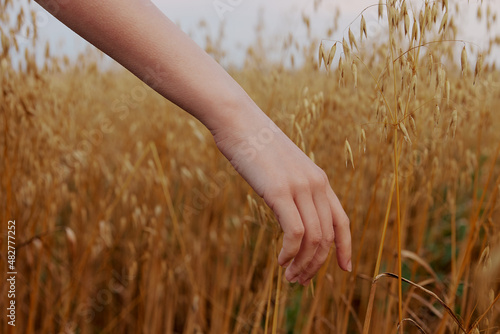 human hand wheat fields agriculture harvesting nature
