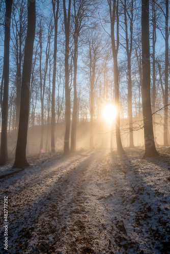 An image of a beautiful tree in the fog