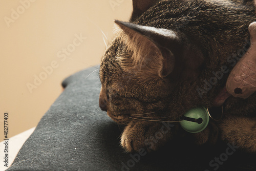 A cat wearing a collar sleeps during the day.