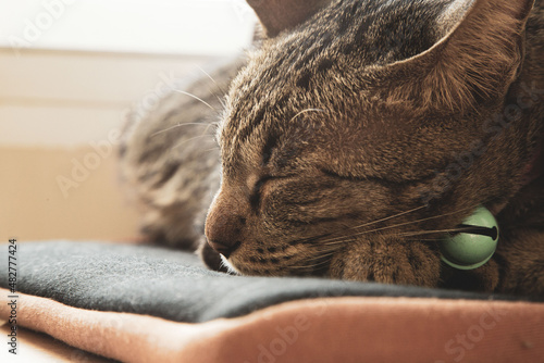 A cat wearing a collar sleeps during the day.