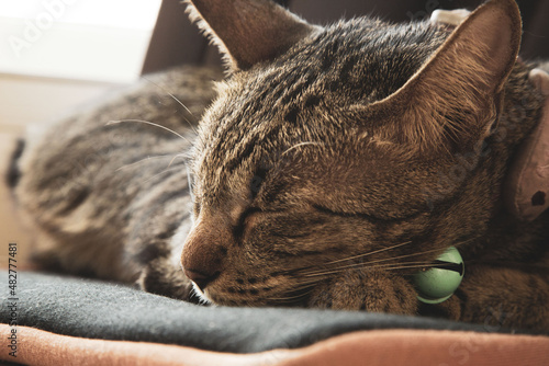 A cat wearing a collar sleeps during the day.