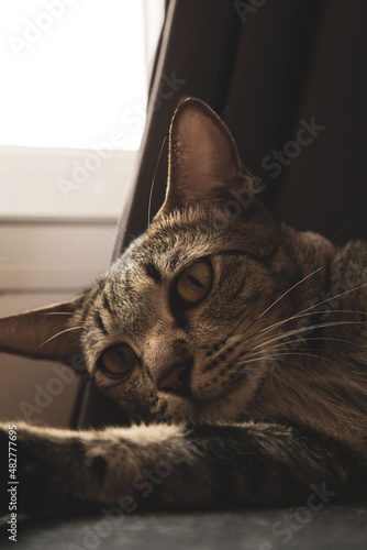A cat wearing a collar sleeps during the day.