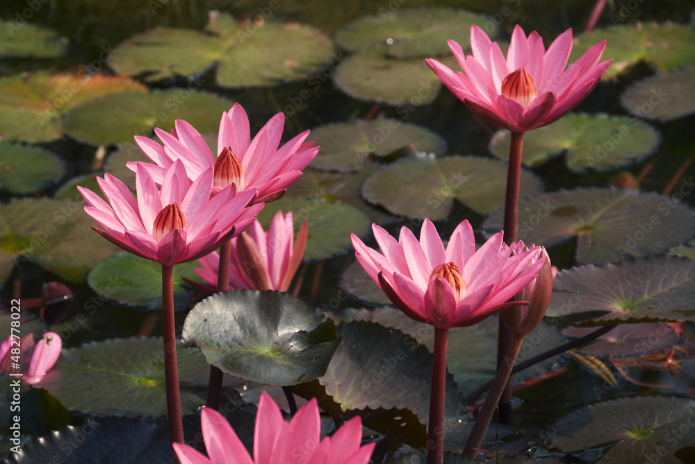 Beautiful pink (purple hued) waterlily (Nymphaea rubra) in a shallow