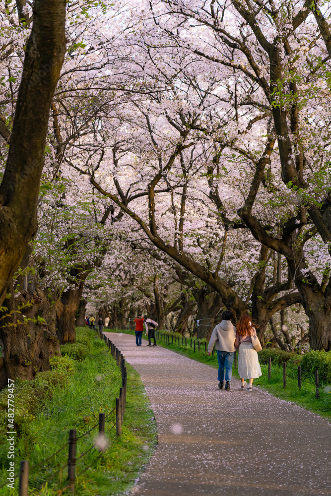 日本の春 埼玉幸手 幸手権現堂桜堤の桜並木