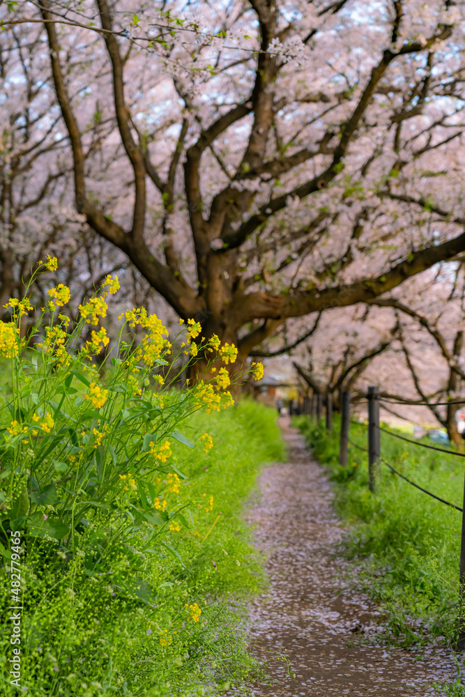 日本の春 埼玉幸手 幸手権現堂桜堤の桜並木