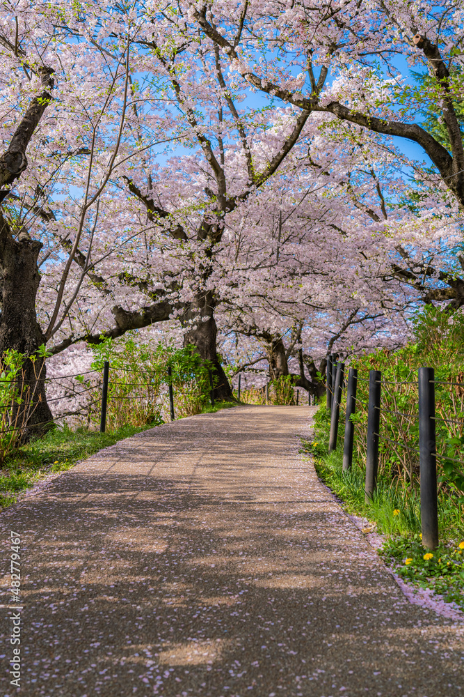 日本の春 埼玉幸手 幸手権現堂桜堤の桜並木