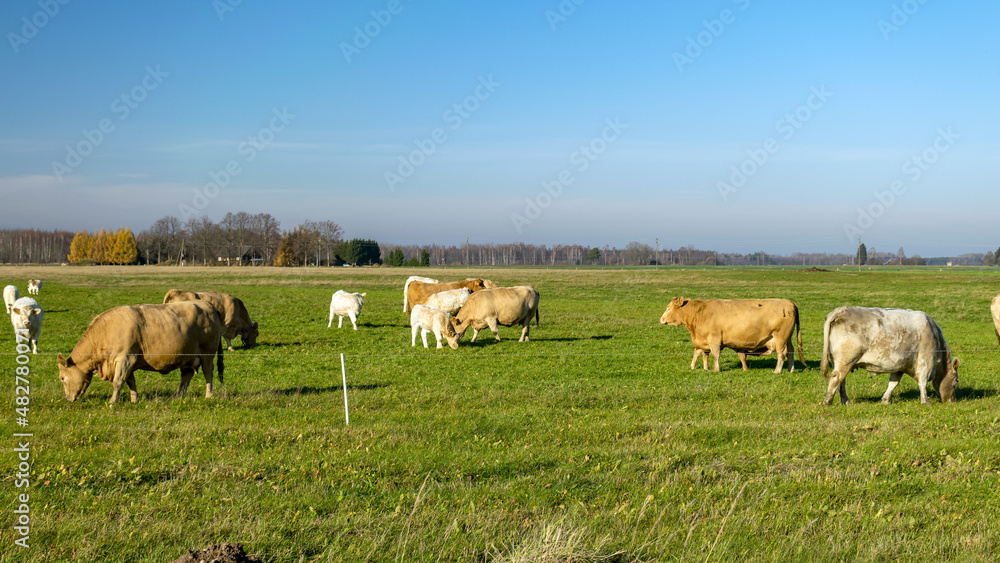 a variegated herd of cows eats grass in a green meadow a variegated herd of cows eats grass in a green meadow