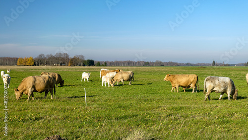 a variegated herd of cows eats grass in a green meadow