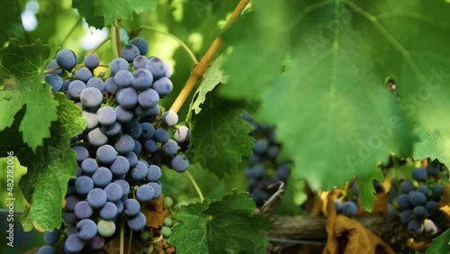 Wallpaper Mural Fresh grape on the vineyard Torontodigital.ca