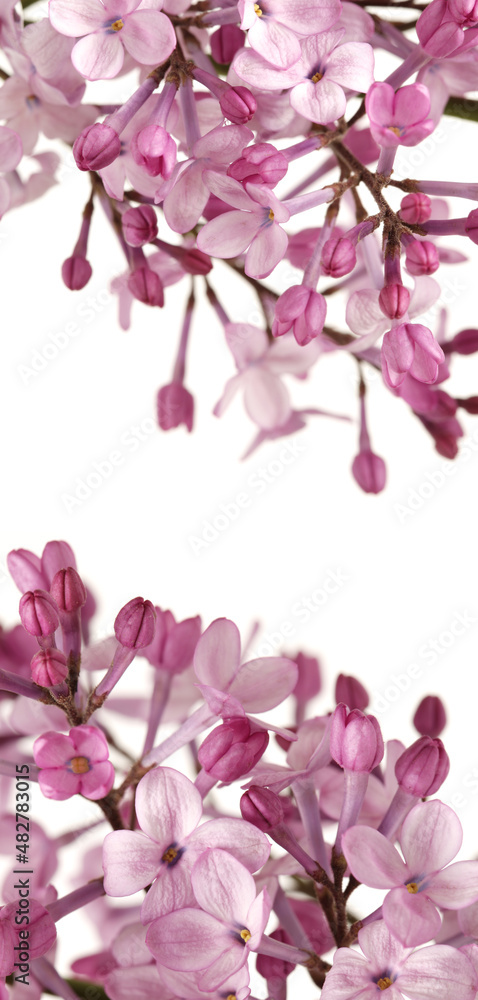 The beautiful lilac isolated on white background