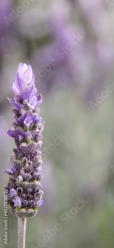 French Lavender    Frontal View   Close Up 