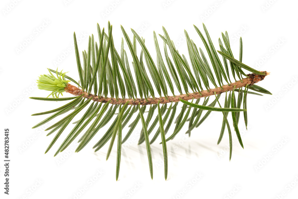 Obraz premium pine branch on white background.