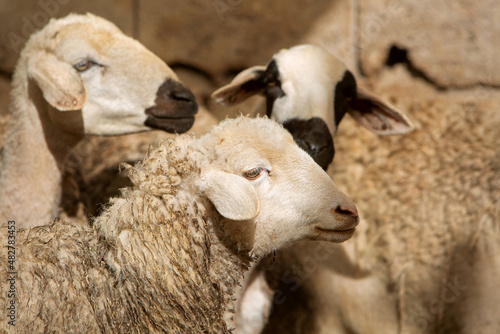 photo of a sheep in a herd, selective focus. The topic of farming and animal breeding