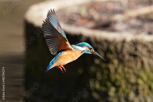 kingfisher in the pond © Matthewadobe