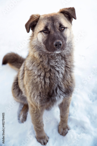 beautiful homeless dog sits on the snow, close-up © nikolych