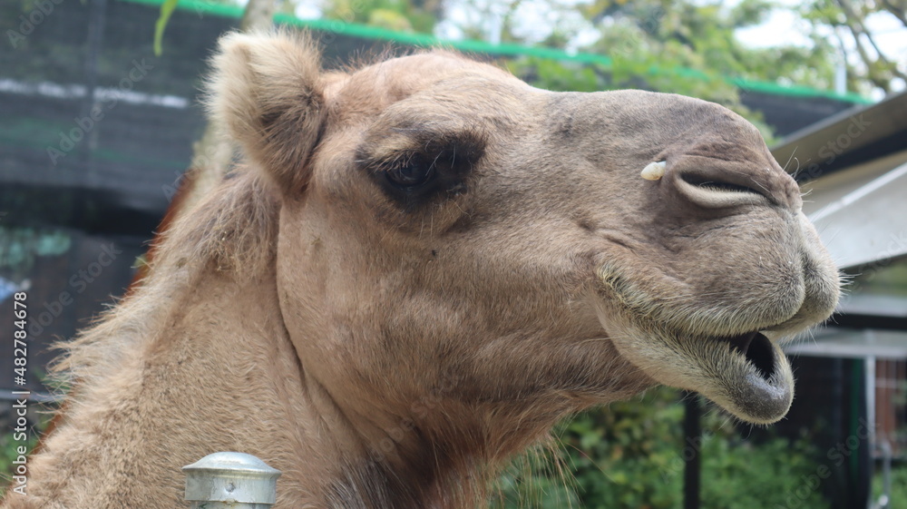 Fototapeta premium Camel seen from the side of its head