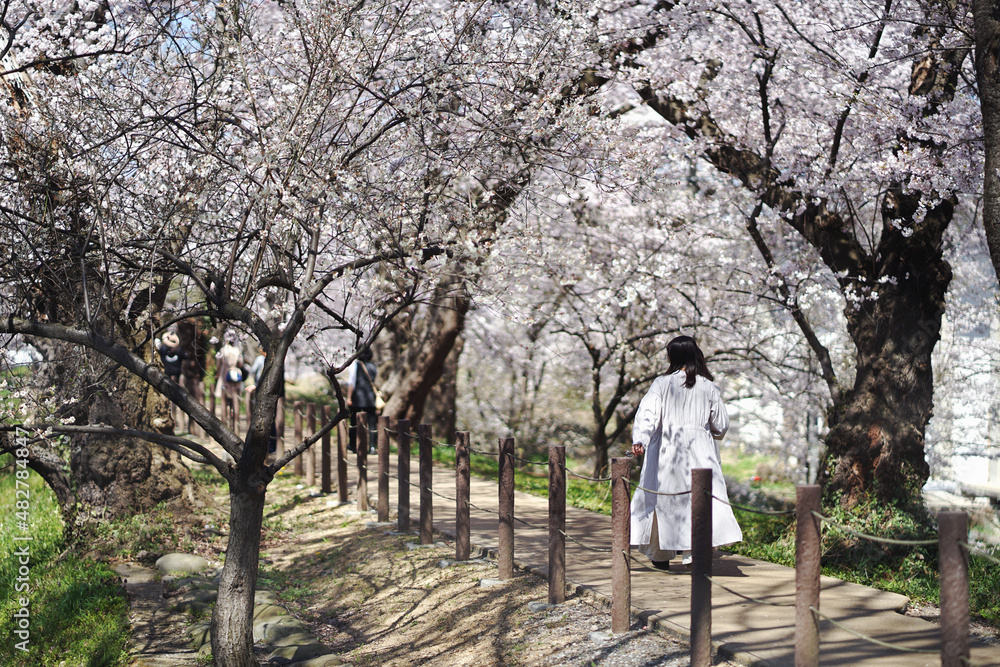 A young woman walks to see the beautiful cherry blossoms blooming in a Japanese park.