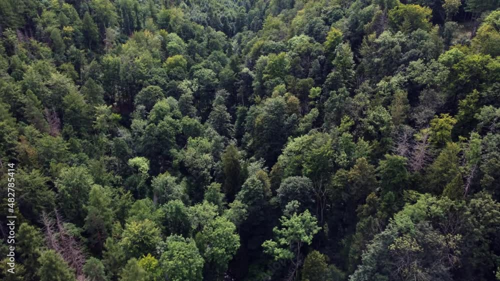 Beautiful green forest, away from the city. (Poland) Beautiful green forest, away from the city. (Poland)