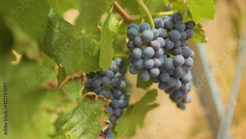 Wallpaper Mural Fresh grape on the vineyard Torontodigital.ca