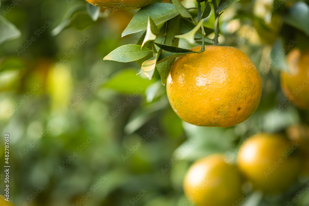 Ripe oranges on branches have green leaves Orange in farm with copy space.