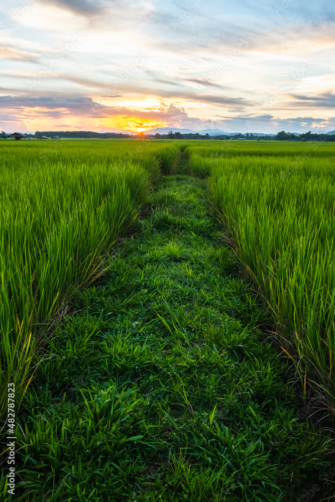 Obraz premium The rice was growing at sunset and there was a beautiful blue sky.