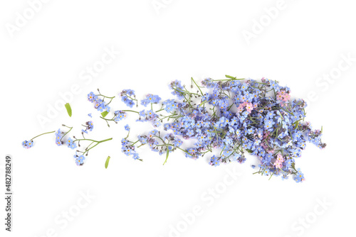 Spring blue flowers Myosotis isolated on white background.  Flowers Myosotis are called forget-me-not or scorpion grasses.