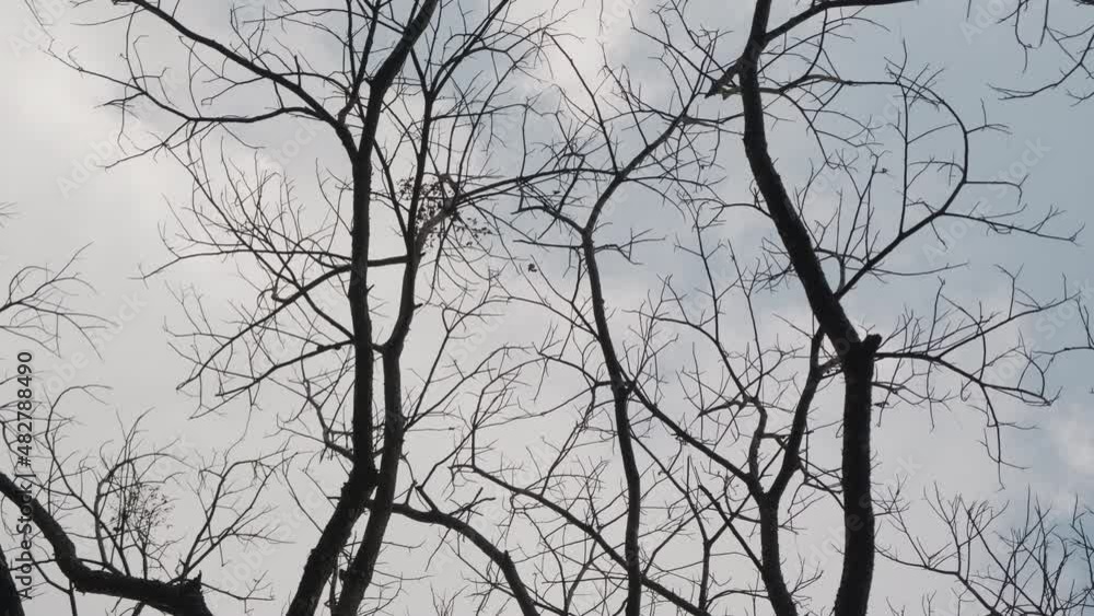 View of dry tree branch without leaves against a blue autumn sky background. Tree branch silhouette on sky. View of dry tree branch without leaves against a blue autumn sky background. Tree branch silhouette on sky.