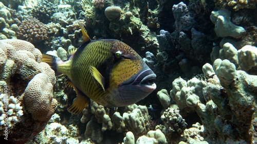 Titan fish (balistoides viridescens), and it is also sometimes called fish Trigger or blue-finned balisthod. Titan fish (balistoides viridescens), and it is also sometimes called fish Trigger .