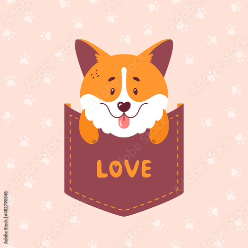 Corgi sitting inside the pocket - cute vector illustration. Welsh corgi puppy print for card or t-shirt design.