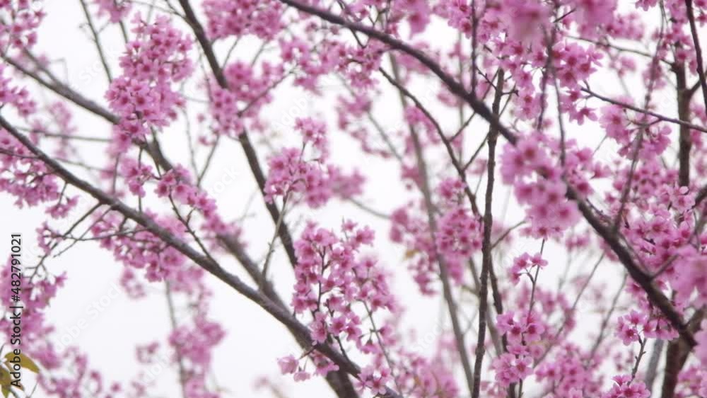 Cherry blossom in Northern Thailand. Thai sakura in winter at Doi Kunwang, Chaing mai Province, Thailand. Cherry blossom in Northern Thailand. Thai sakura in winter at Doi Kunwang, Chaing mai Province, Thailand.