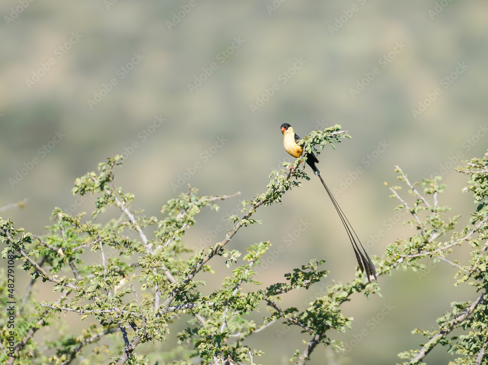 Shaft-tailed whydah small bird with long tail Shaft-tailed whydah small bird with long tail