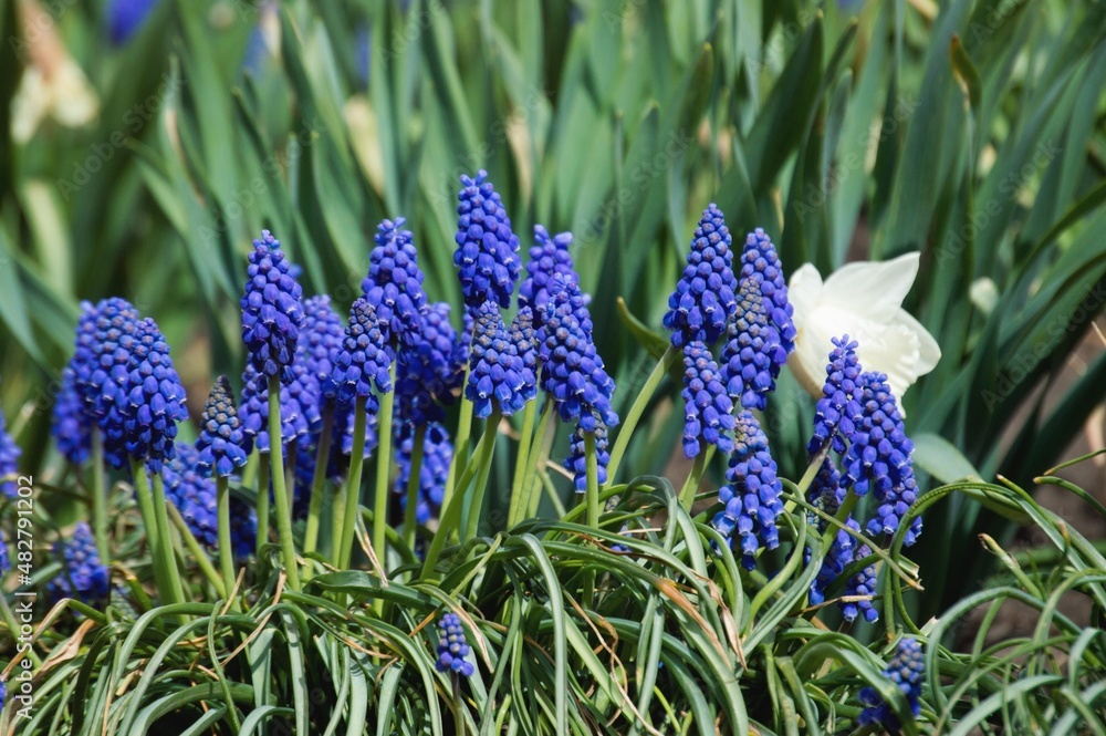 Thickets of blue muscari bushes, stunted spring primrose Thickets of blue muscari bushes, stunted spring primrose